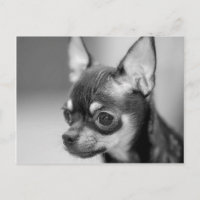 Perrito criado en línea pura de Chiwawa