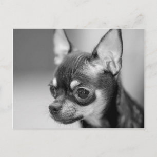 Postal Perrito criado en línea pura de Chiwawa