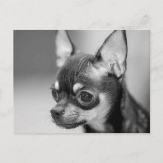 Postal Perrito criado en línea pura de Chiwawa