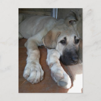 Postal Perrito de Anatolia del pastor