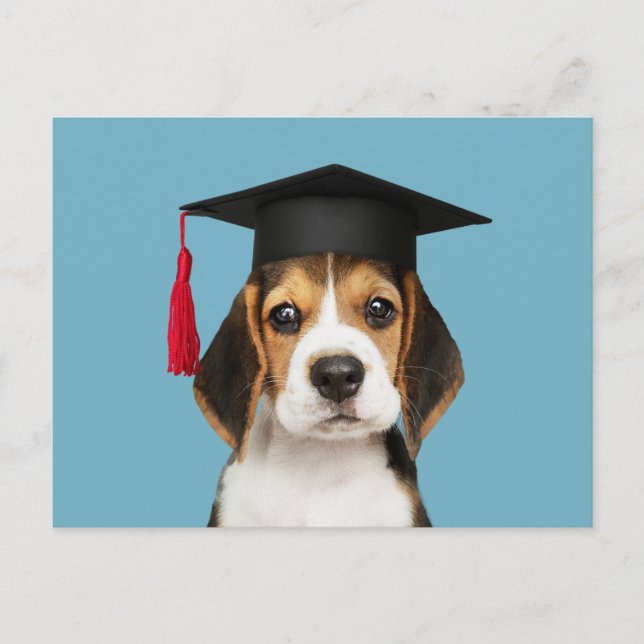 Postal Perrito de beagle curtido en una tapa de graduació (Anverso)