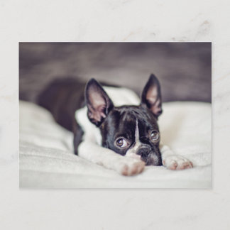 Postal Perrito de Boston Terrier