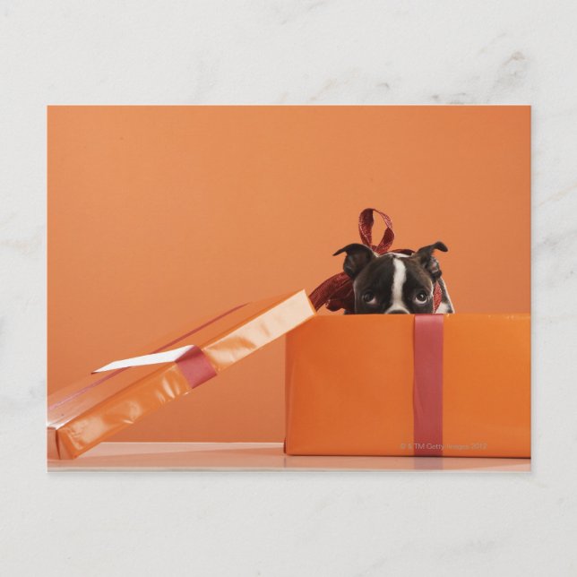 Postal Perrito de Boston terrier en caja de regalo (Anverso)