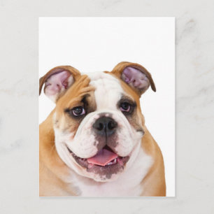 Postal Perrito de bulldog inglés