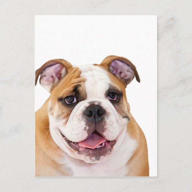 Postal Perrito de bulldog inglés (Anverso)