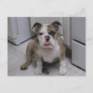 Postal Perrito de bulldog inglés