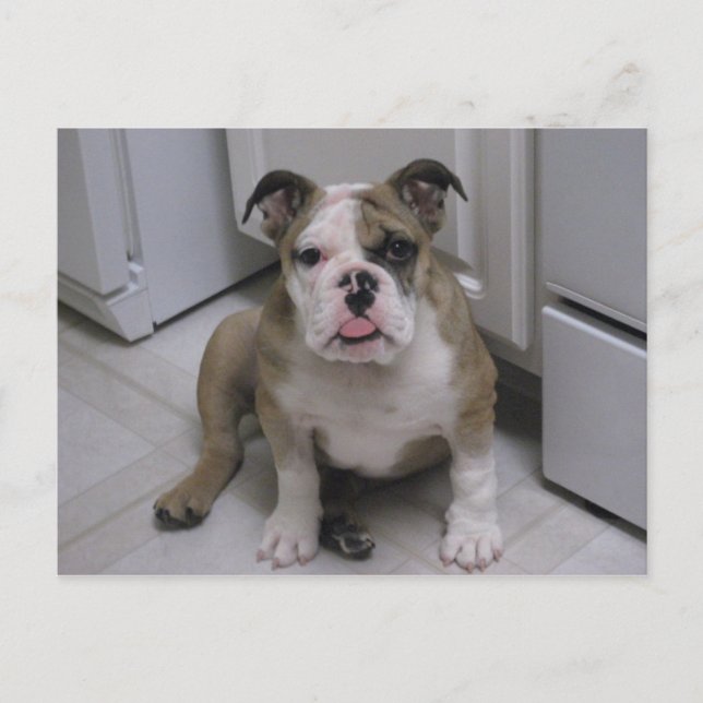 Postal Perrito de bulldog inglés (Anverso)