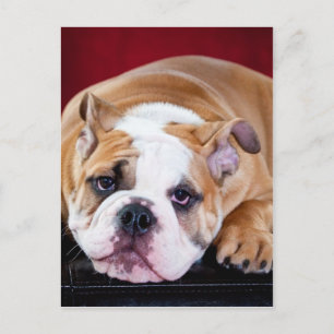 Postal Perrito de bulldog inglés