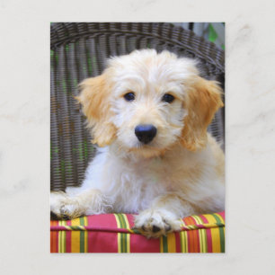 Postal Perrito de oro del Doodle