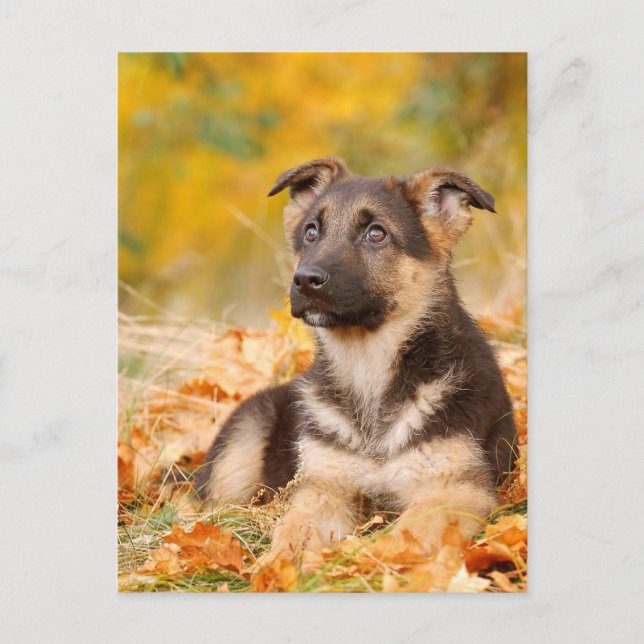 Postal Perrito de pastor alemán de otoño (Anverso)