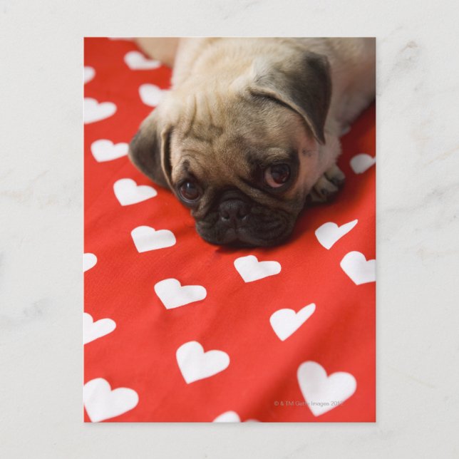 Postal Perrito de pug tendido en la cama, cerca (Anverso)