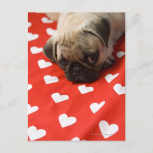 Postal Perrito de pug tendido en la cama, cerca