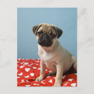 Postal Perrito de puño sentado en la cama