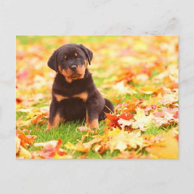 Postal Perrito de Rottweiler que se sienta en hojas de (Anverso)