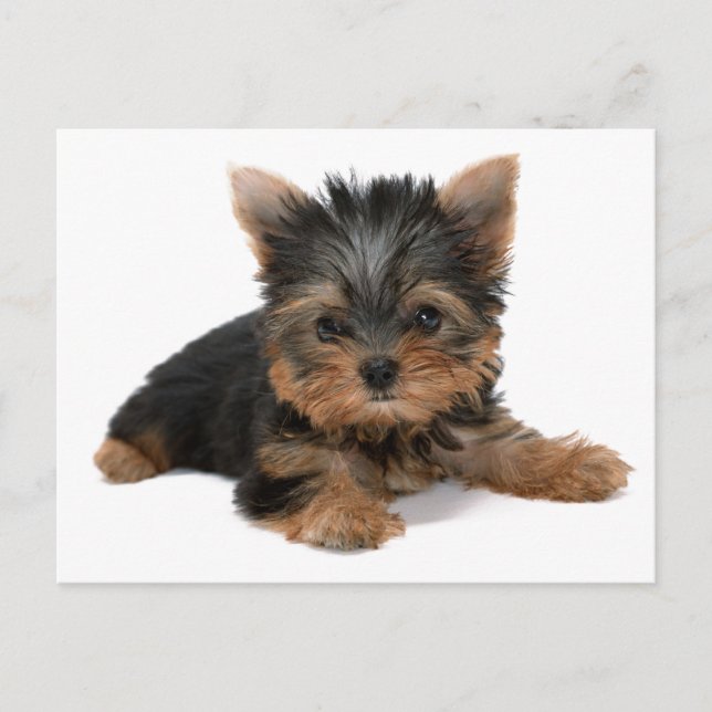 Postal Perrito de Yorkie (Anverso)