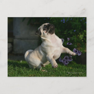 Postal Perrito del barro amasado del cervatillo