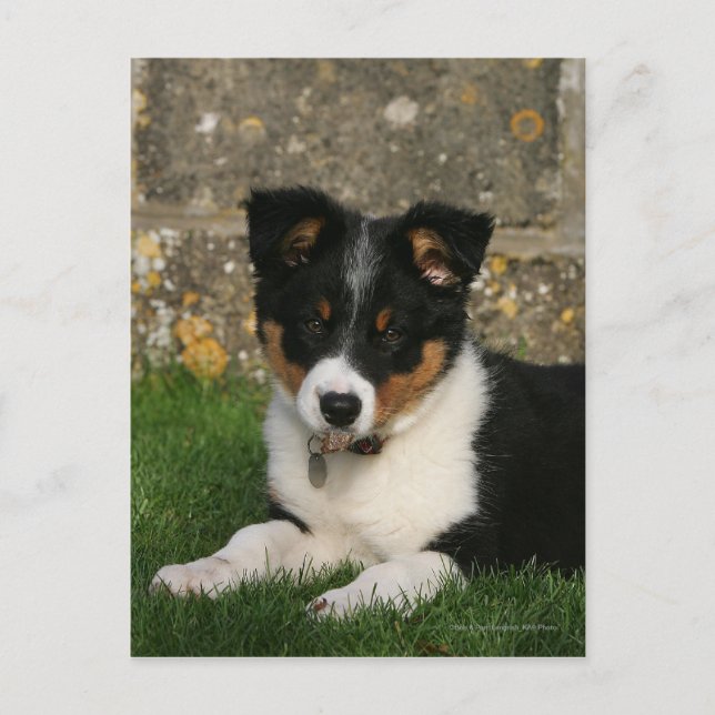Postal Perrito del border collie con la hoja en boca (Anverso)