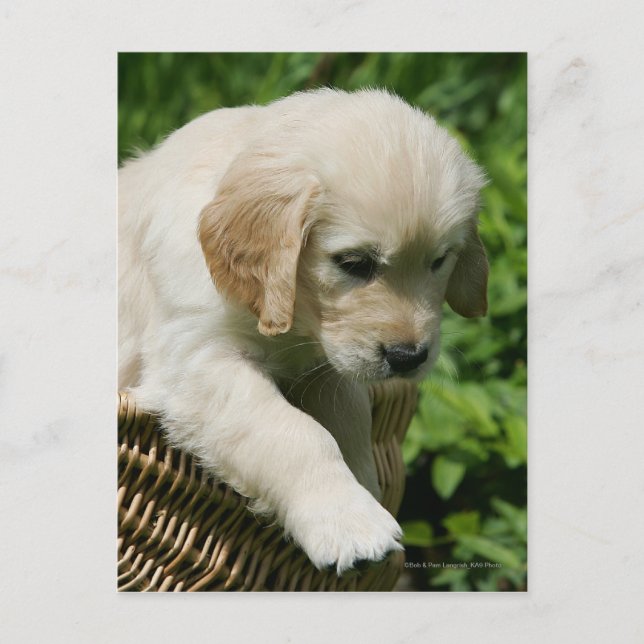 Postal Perrito del golden retriever en cesta (Anverso)