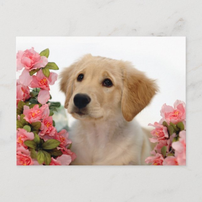 Postal Perrito del golden retriever y flores rosadas (Anverso)