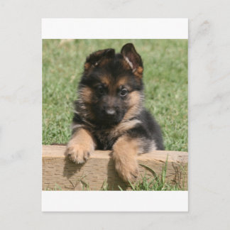 Postal Perrito del pastor alemán