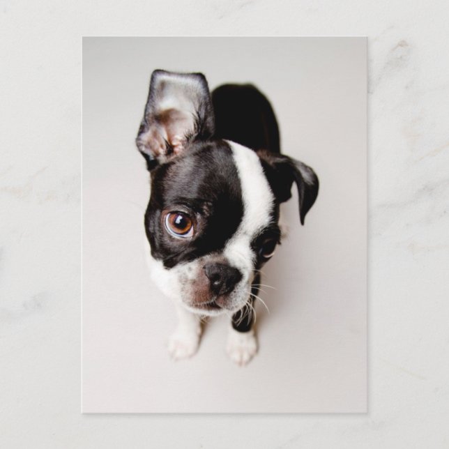 Postal Perrito Edison Boston Terrier. (Anverso)