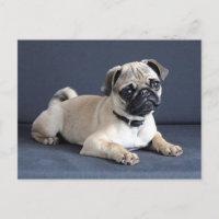 Perrito en gandulear el sofá