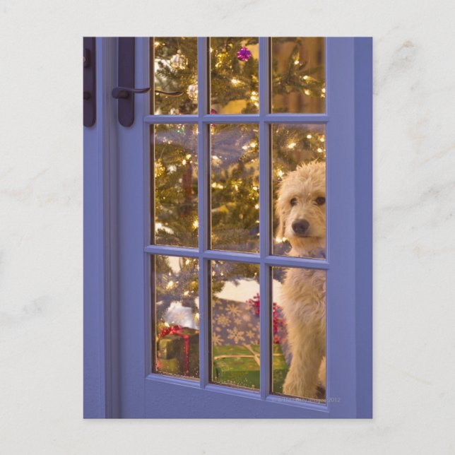 Postal Perrito Golden Doodle mirando la puerta de cristal (Anverso)