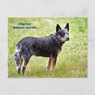 Postal perrito heeler azul