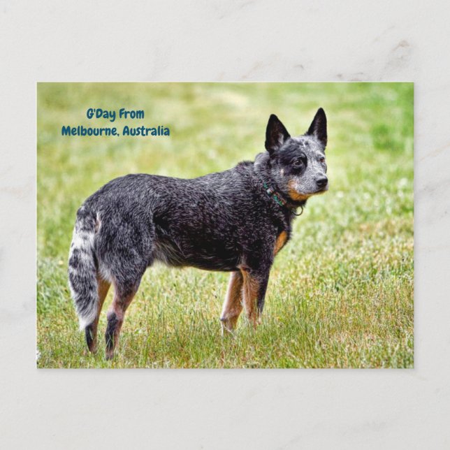 Postal perrito heeler azul (Anverso)