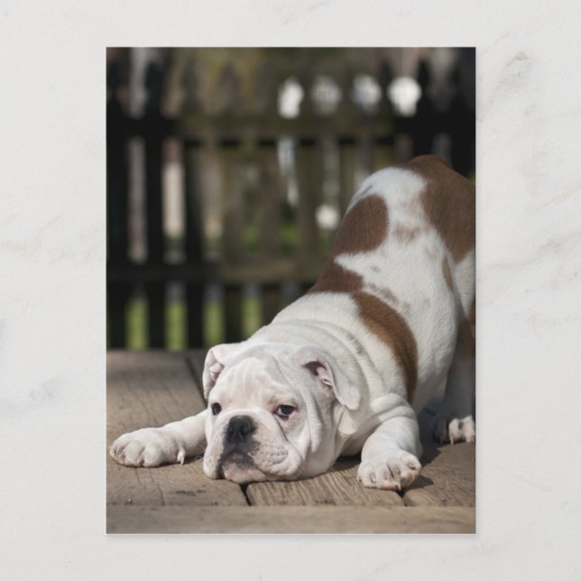 Postal Perrito inglés del bulldog (Anverso)