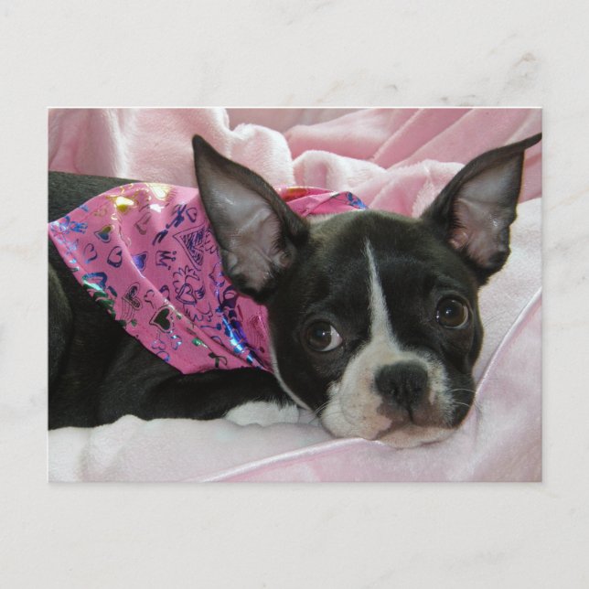 Postal Perrito lindo de Boston Terrier (Anverso)