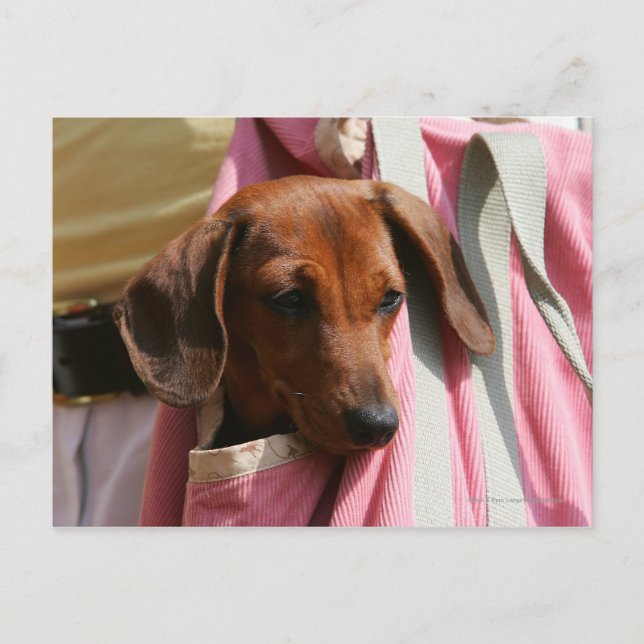 Postal perrito miniatura Liso-haired del Dachshund (Anverso)