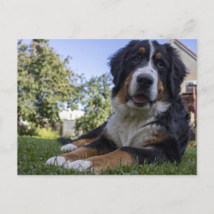 Postal perrito montañés bernés en segundo lugar