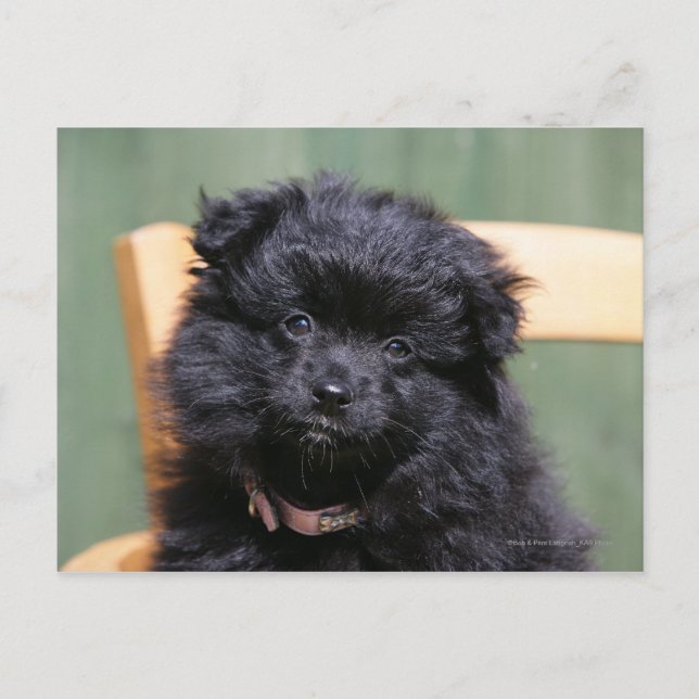 Postal Perrito negro de Pomeranian (Anverso)