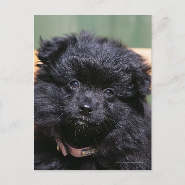 Postal Perrito negro de Pomeranian (Anverso)
