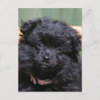 Perrito negro de Pomeranian