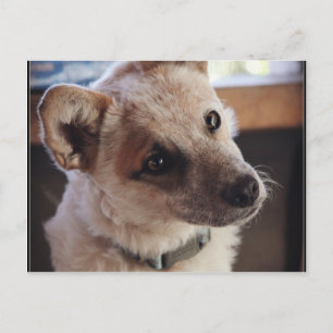 Postal Perrito Ringo de Queensland Heeler