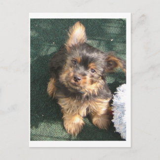 Postal Perrito Silky Terrier de 10 semanas de edad
