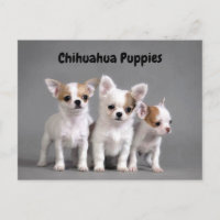 Perritos de la chihuahua que presentan para la
