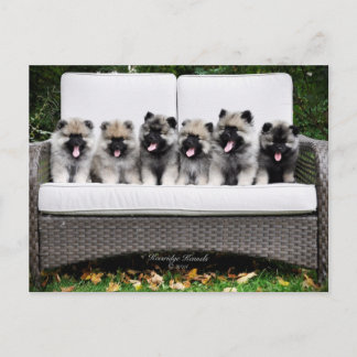 Postal Perritos del Keeshond
