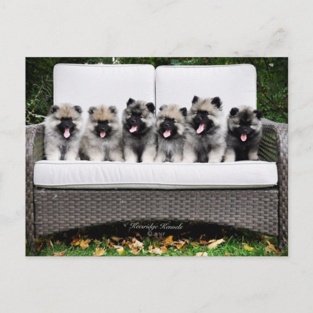 Postal Perritos del Keeshond (Anverso)