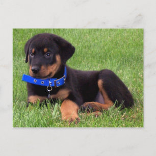 Postal perritos del rottweiler