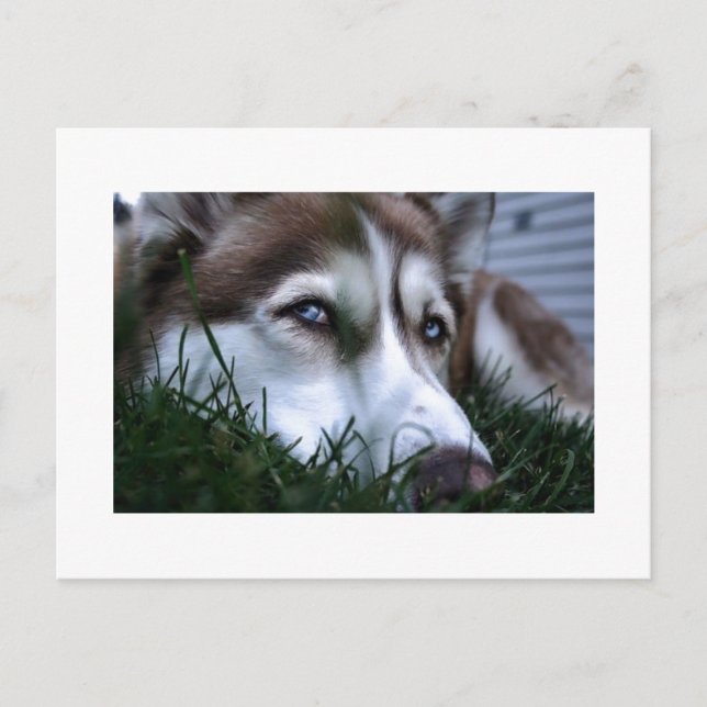 Postal perro (Anverso)