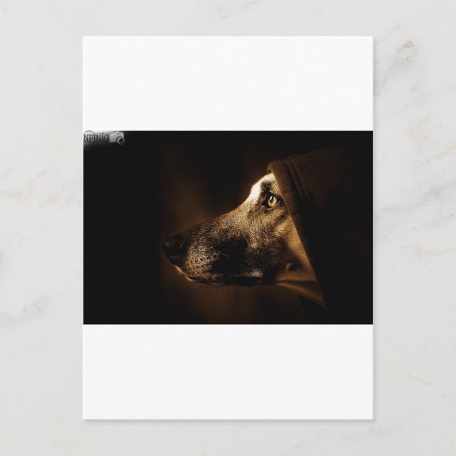 Postal perro (Anverso)