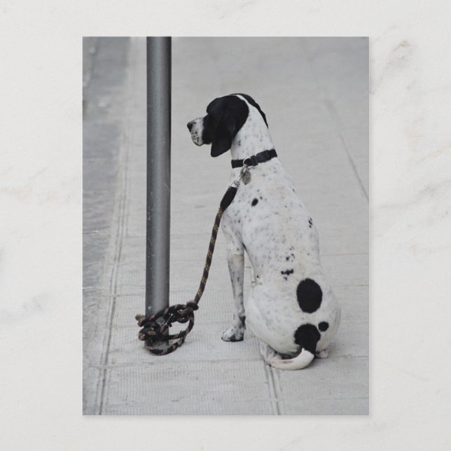 Postal Perro (Anverso)