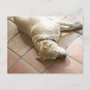 Postal Perro 3