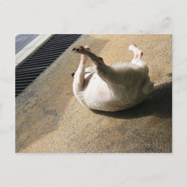 Postal Perro acostado en el suelo (Anverso)