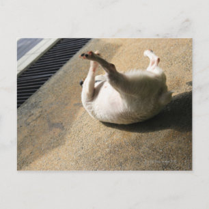 Postal Perro acostado en el suelo