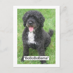 Postal Perro acuático Mascota/portugués de Obama