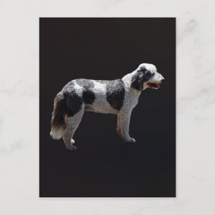 Postal Perro acuático portugués